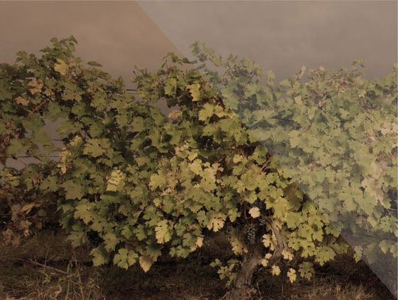 Terroir Background